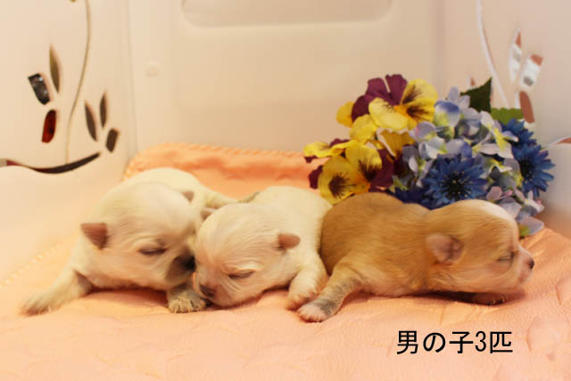 チワワ