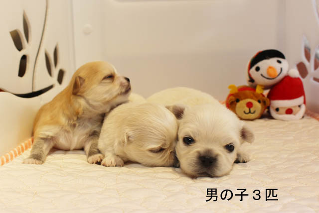 チワワ