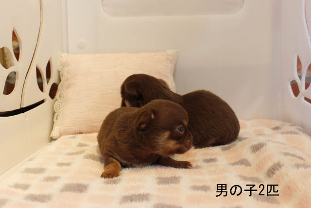 チワワ