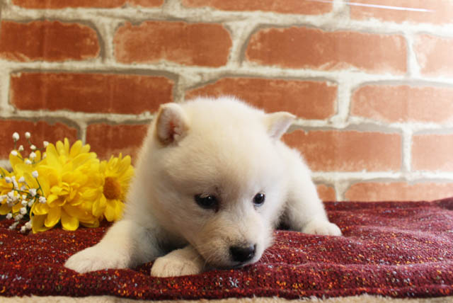 柴犬