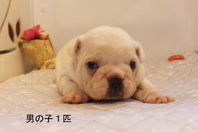 フレンチブルドッグ