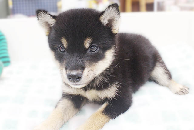 柴犬