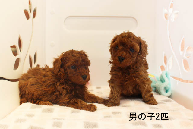 トイ・プードル