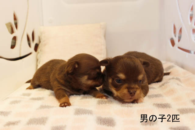 チワワ