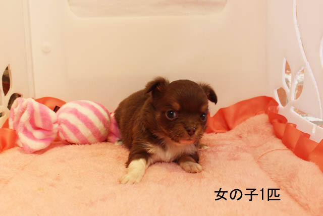 チワワ