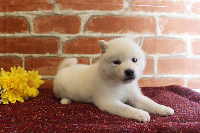 柴犬
