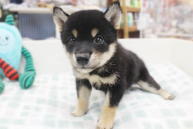 柴犬
