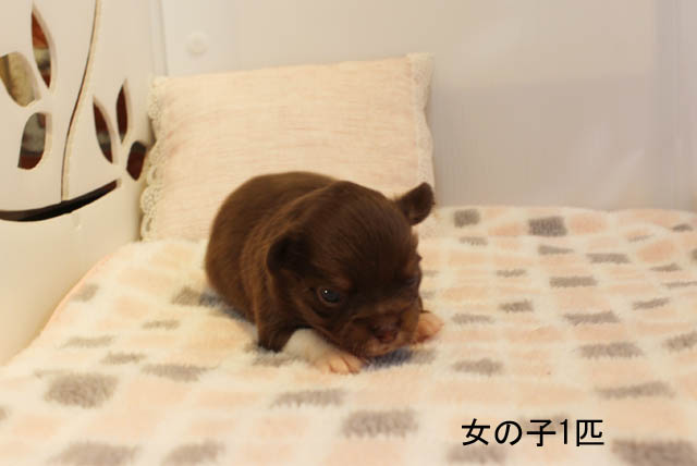 チワワ