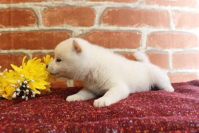 柴犬