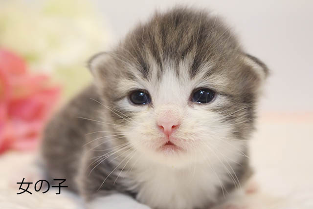 ノルウェジャンフォレストキャット