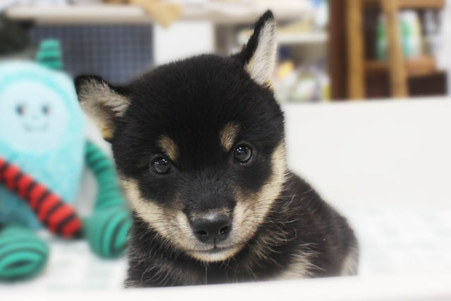 柴犬