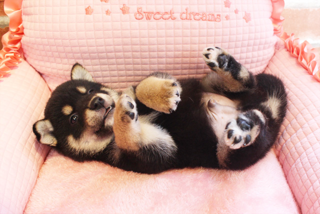 柴犬