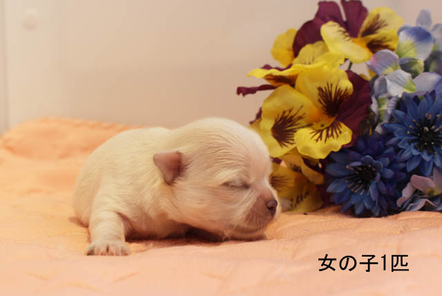 チワワ