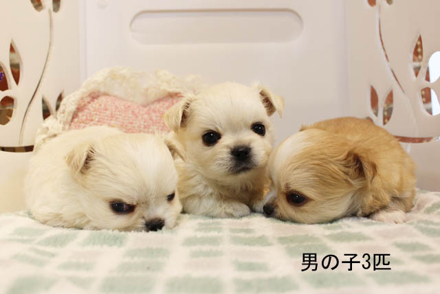 チワワ