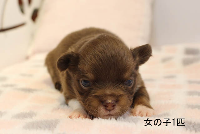 チワワ