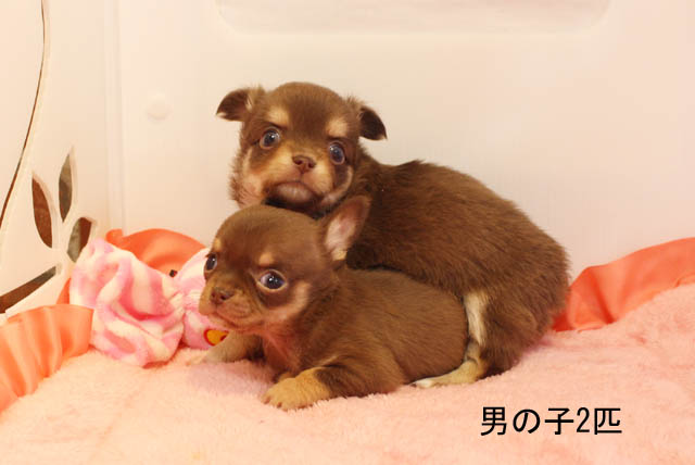 チワワ