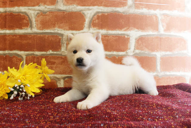 柴犬