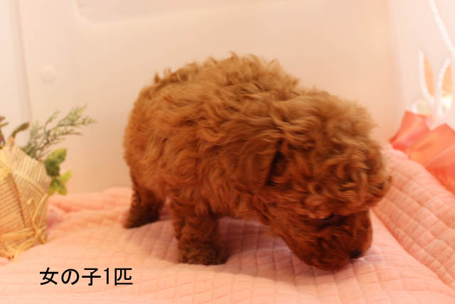 トイ・プードル