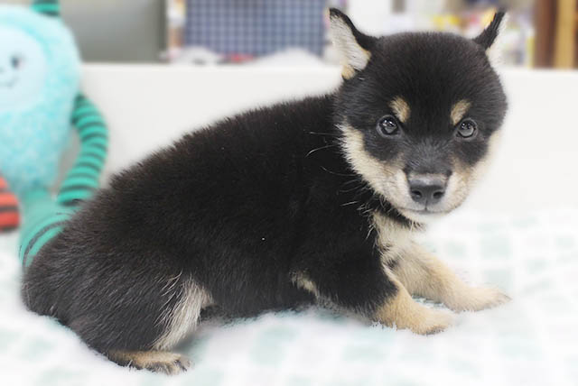 柴犬