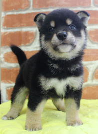 柴犬