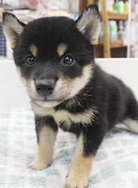 柴犬