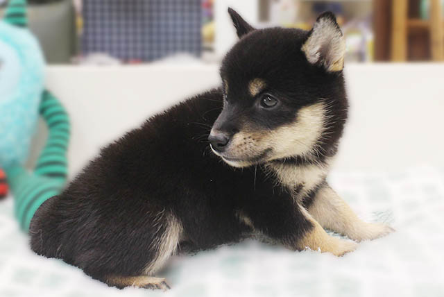 柴犬