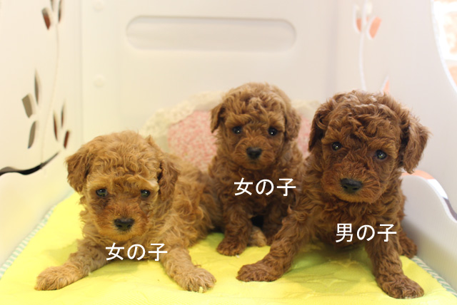トイ・プードル