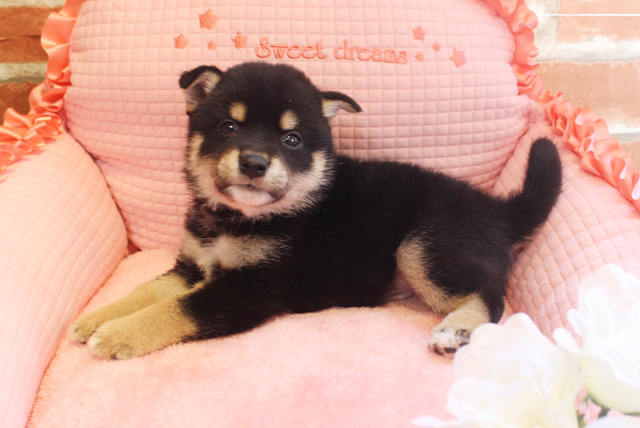 柴犬