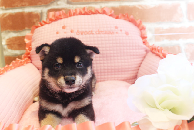 柴犬