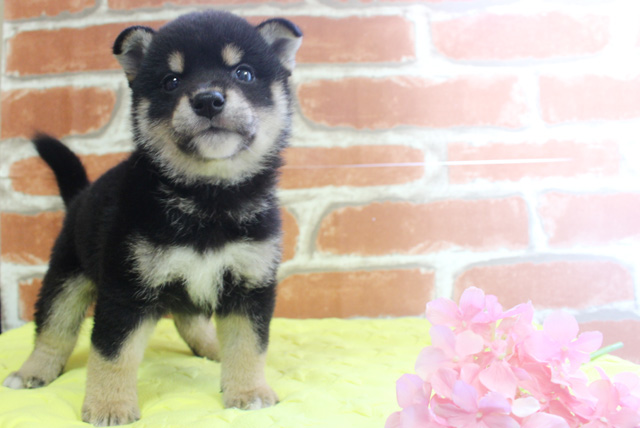 柴犬