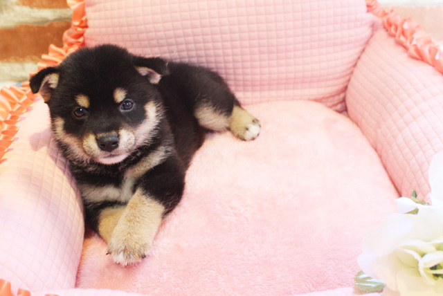 柴犬