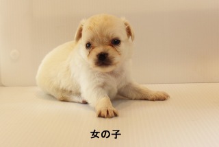 チワワ