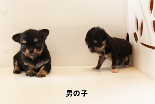 チワワ