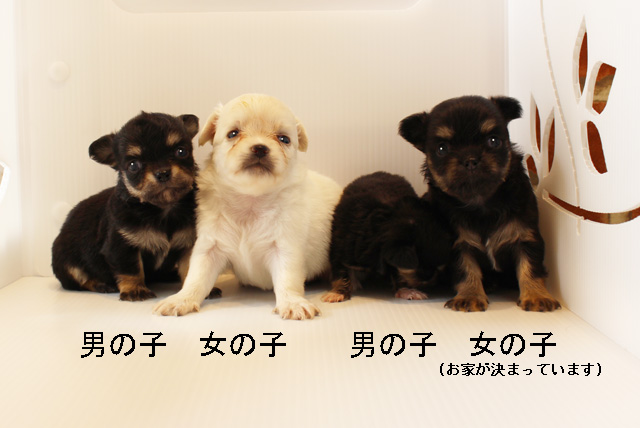 チワワ