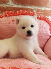 柴犬