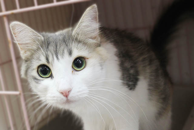 ノルウェジャンフォレストキャット