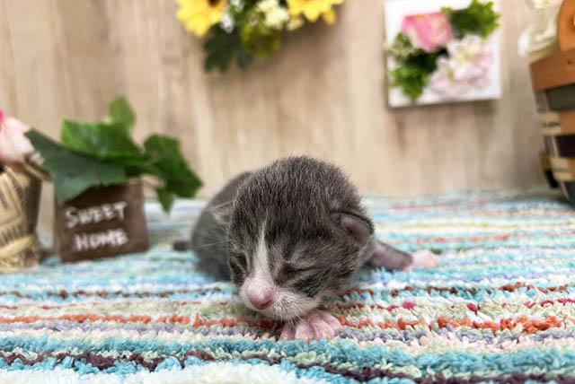 ノルウェジャンフォレストキャット