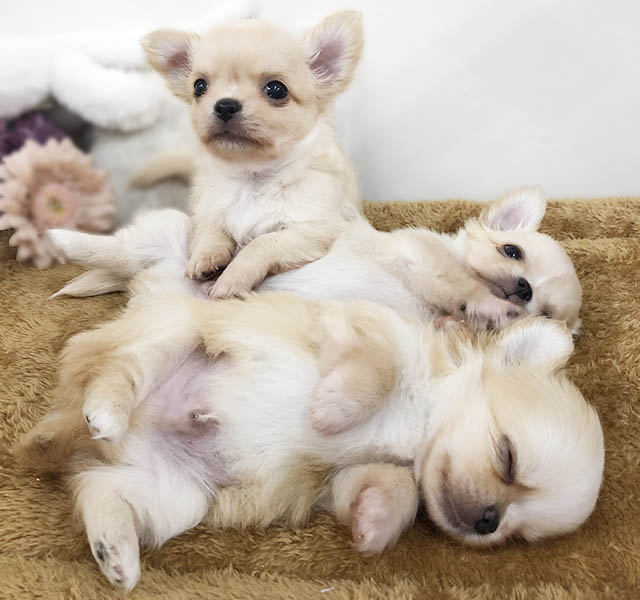 チワワ
